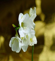 松原十二生肖看看你的幸运数字是什么吧！