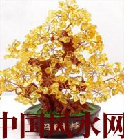 松原买了招财植物却不能发财，是方位摆错了！